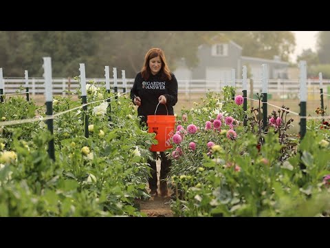 YouTube video about: What to plant with dahlias?