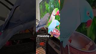 Download lagu Peri Was NOT Done With the TV Birds 😤 (Part 1) #parrots #funny #birds #lol #cutepets mp3