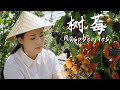 Raspberries The Sweet Little Fruits We Used To Climb Mountains To Find As Kids 滇西小哥