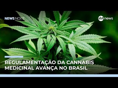 Anvisa apresenta proposta para regulamentar cannabis medicinal | #NewsNoite