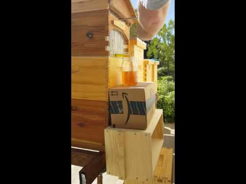 Flow Hive extraction Aug 6th 2016