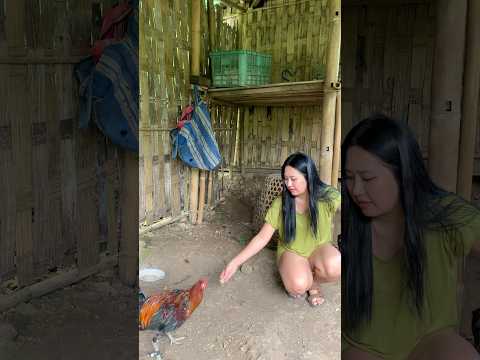 kasi makan ayam bapak