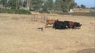 preview picture of video 'Molly working cattle with Duke in Galt, July 14, 2012'