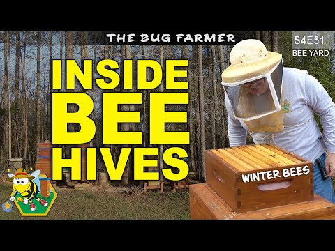 , title : 'Winter Queen Hunt | Checking Bee Barns for health and stores.  #beekeeping #insects'