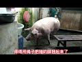 Pig Slaughter - Killing pigs with this method, one person is enough