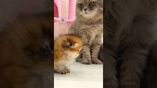 The Kitten Didn’t Expect This Cat’s Reaction! 😾🐾 #shorts