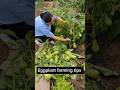 Prune After Several Harvests Let The Eggplant Tree Grow New Branches Farming Gardening