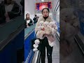 Funny And Cute Pomeranian