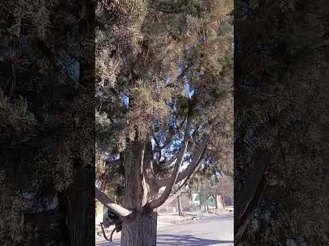 Fuerte viento zonda en Las Heras, Mendoza (31/07/2026) 10:43 hs