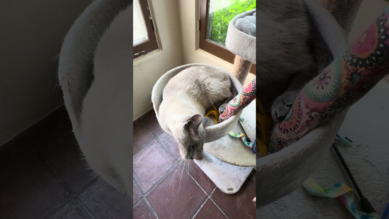 FRITZ, a ADOPTABLE Siamese in Minneapolis, MN video 3/3