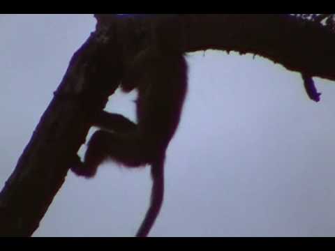 Baboon in tree