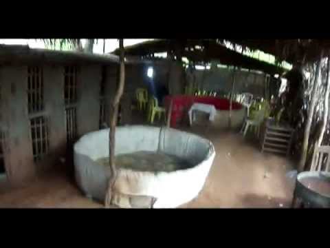 Polícia estoura rinha de galo em Ipueiras - Ceará