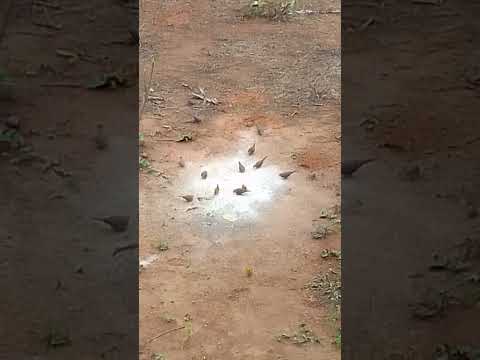 aves IBIRATAIA sul da Bahia