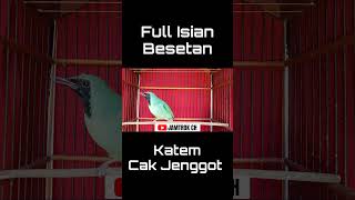 Download lagu CUCAK IJO FULL ISIAN BESETAN KASAR KATEM & CUCAK JENGGOT‼️ mp3 Download lagu CUCAK IJO FULL ISIAN BESETAN KASAR KATEM & CUCAK JENGGOT‼️ mp3