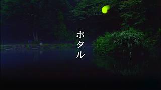 Hotaru / Firefly video preview