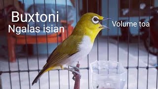 Download lagu Pleci Buxtoni gunkar Ngalas isian volume toa, Pleci Juara 🥇🥈🥉 #pleci mp3