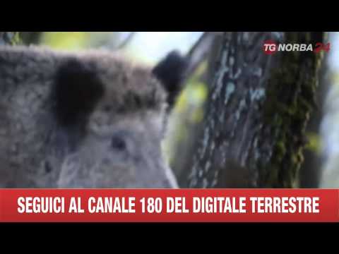 Trattamento dellimpotenza Belgorod E possibile ingrandire il vostro pene con laiuto di esercizio,