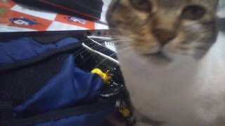 串で毛ずくろいされるのが嬉しくて喉を鳴らす猫