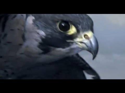 BBC Earth — Peregrine Falcon Sky Dive Inside the Perfect Predator