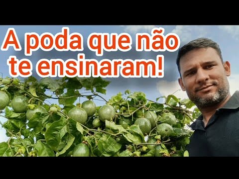 How to prune passion fruit / profitable pruning #agro #passionfruit #irrigation