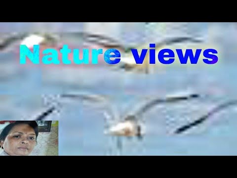 January 3, 2022/Mahabaleshwar/Neeta khatri Nature views