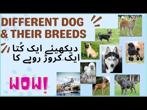 DOG NAMES AND THEIR BREEDS, GERMAN SHEPHERD,AKITA,LABRADOR RETRIEVER,CHIHUAHUA,GREATDANE,POODLE.PUG
