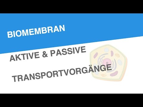 BIOMEMBRAN AKTIVE & PASSIVE TRANSPORTVORGÄNGE | Biologie | Biologie der Zellen