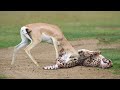 THE WORLD S FASTEST ANIMAL FAILED Grant S Gazelle Beats Cheetah With Horns