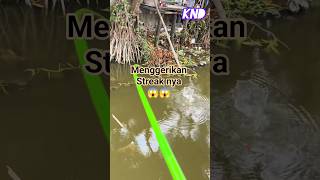 Download lagu streak joran melengkung#shortvideo #fishing #fyp #mancing mp3