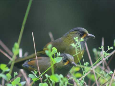 馬冠中醫師導讀   個人與群體事件的本質第5章,第262頁起