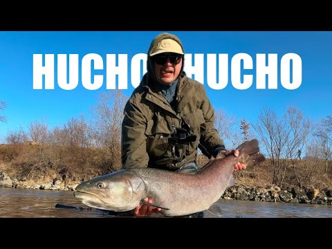 LIVE TAKE! Massive Huchen Landed! | Hucho Fly Fishing