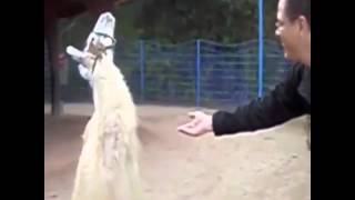 If you ain't talkin money I don't wanna talk llama