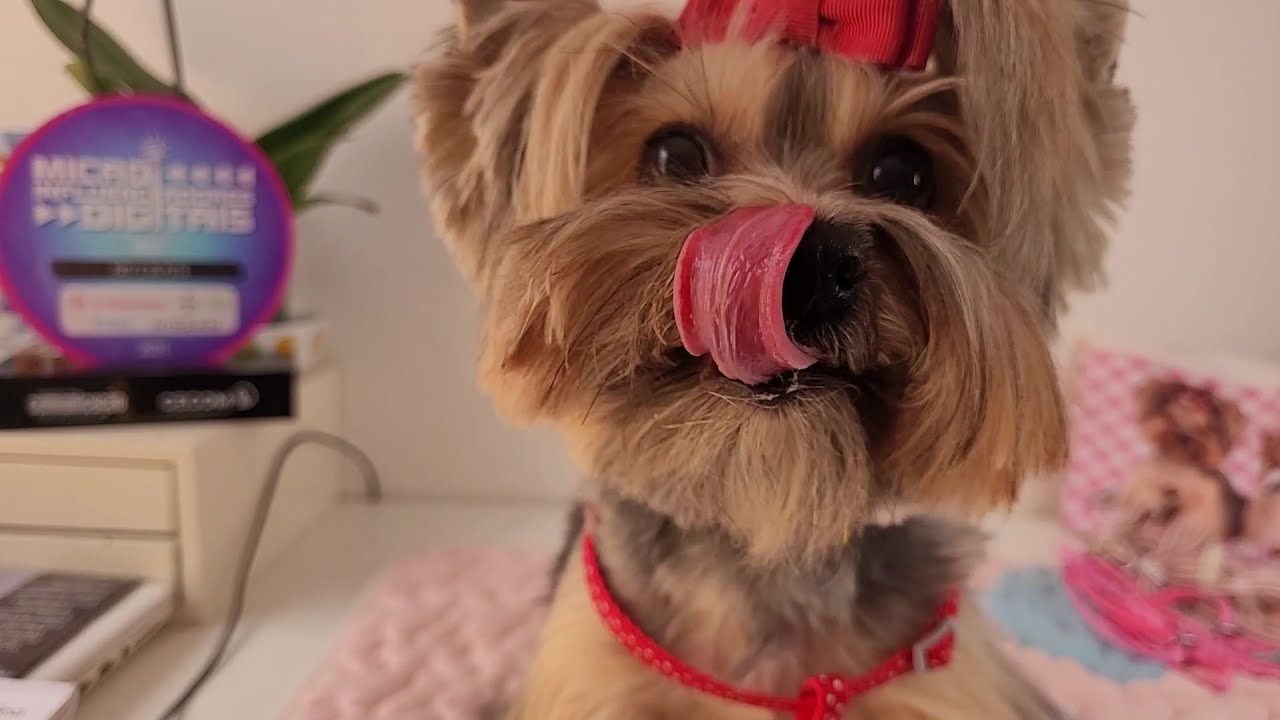 Jojô foi diagnosticada com colapso de traqueia