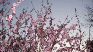 Come and fill my heart (with lyric)