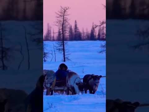 Nenet Reindeer Herders #shorts #nomads #arctic