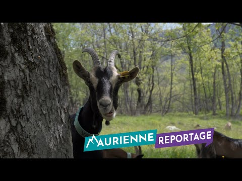 Maurienne Reportage #354 La montée en alpage