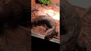 Blue-Tongued Skink Reptiles Videos