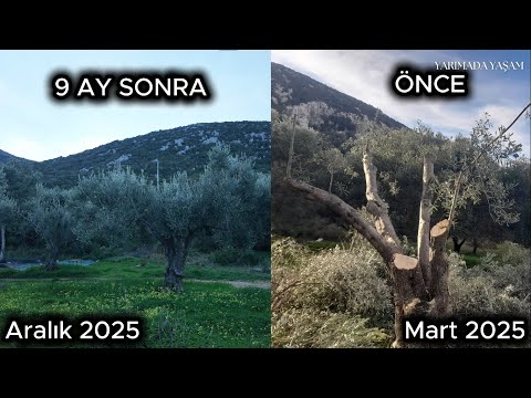 Garden Inspection After Severe Pruning - How to Perform Rejuvenation Pruning / Dr. Ozan VERYERİ