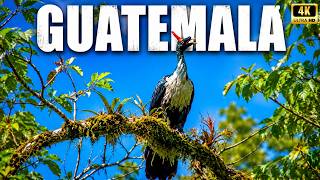 Guatemala Selvagem | Os Animais Mais Impossíveis da América Central em Um Só Lugar