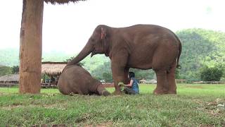 Faamai wants Lek to sing a lullaby to baby elephant, Thong Ae - ElephantNews