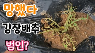 김장배추 꼬라지가 왜 이러니? 범인 한방에 잡아야 속노란 황금배추