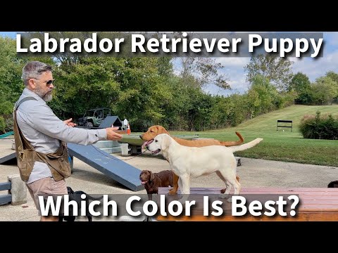 Labrador Retriever | Which Color Is Right For You?