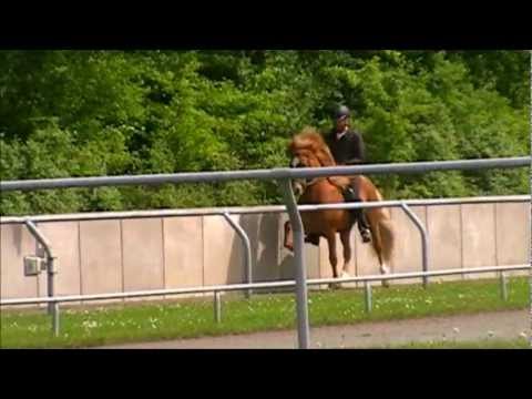 Tígull fra Kleiva, Osterbyholz 2011