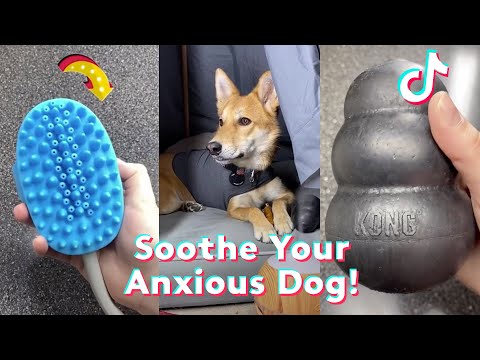 10 TikTok Products To Calm Dogs with Anxiety | TikTok Compilation | Daily Paws