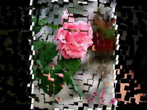 Klapa Fort Opus -  Primi ove ruže