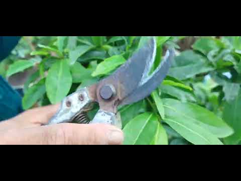 bi quyết bấm xả cành.mai.sao cho đặc tàn.và đẹp cành. ae tham khảo