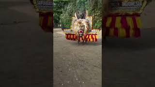 Download lagu tutorial gulung dadak merak#reogponorogo #dadakmerak #reog mp3