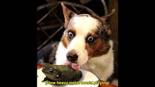 Slow Heavy Metal Meme Compilation