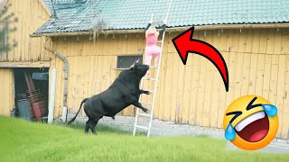 VÍDEOS ENGRAÇADOS 2026: TENTE NÃO RIR MEMES - #humor #tentenaorir #comedia