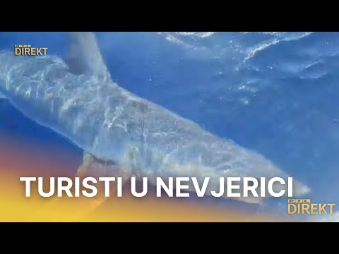 Harače po Jadranu: U Opatiji kit, na Žirju morski pas! Što ako ih sretnete? | RTL Direkt